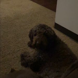 Meet your Posher, Kevin vasquez